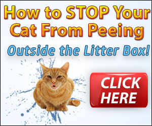 how to stop a cat from spraying